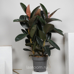 Фикус Эластика Абиджан 3 ств 27/110