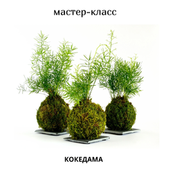 🌱 Мастер-класс «Кокедама» — японская планета в мхе