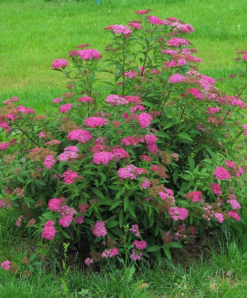 Cпирея японская "ANTHONY WATERER"