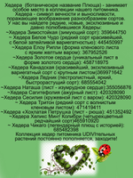 Хедера Хохлатая петрушка плющ гофрированный