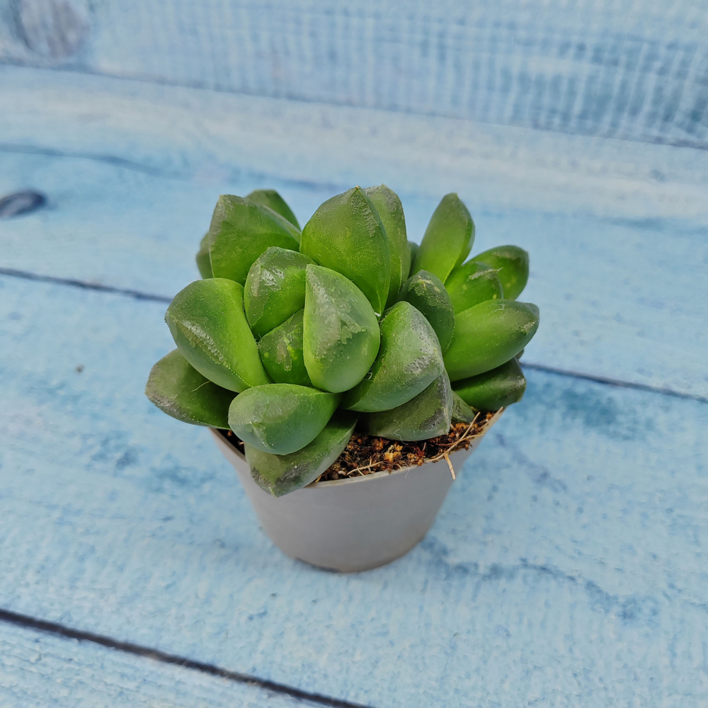 Haworthia Truncata hybride (Хавортия)