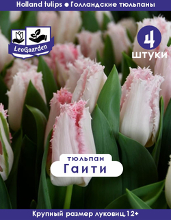 Тюльпан Луковица цветов, Гаити, 4 шт, разбор 11/12