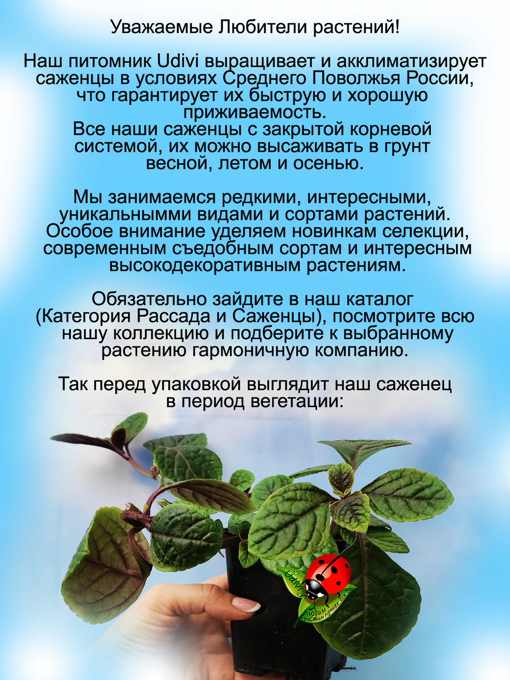 Плектрантус Пурпуратус ампельный