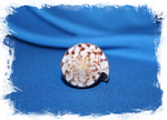 Раковина коллекционная морская Conus kinoshitai, Конус киношитай