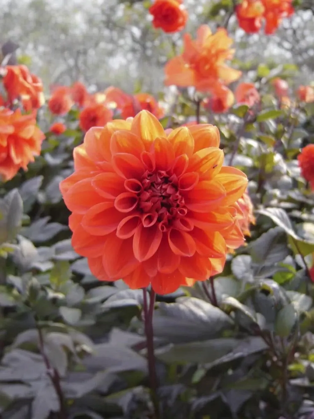 Георгин бордюрный Эллен Хьюстон