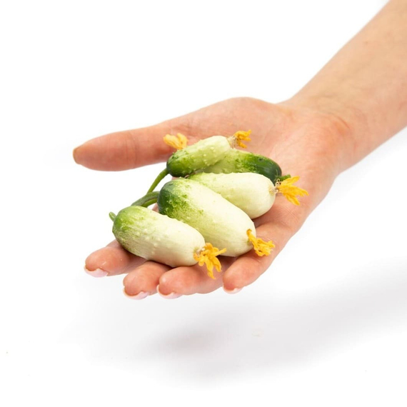 Квирк F1 семена огурца партенокарпического (Rijk Zwaan / ALEXAGRO) культура – фото 6