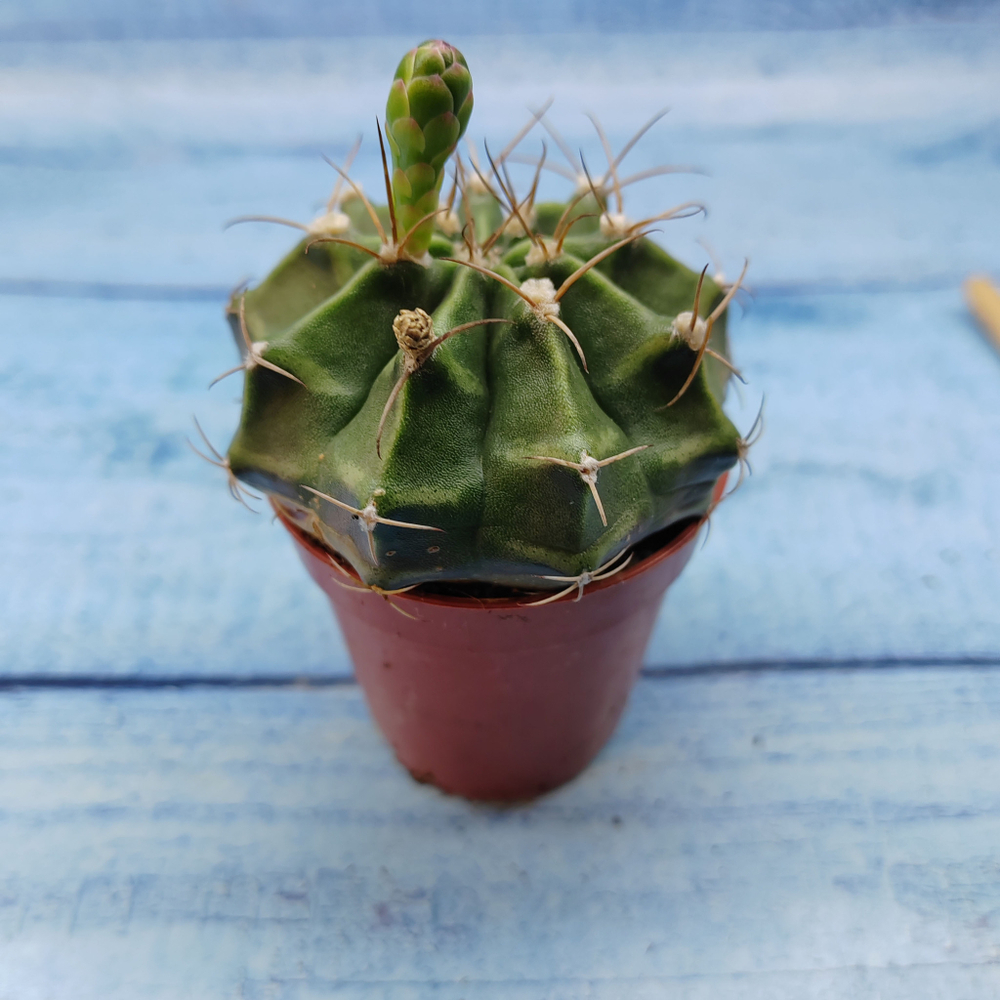 Gymnocalycium Friedrichii (Гимнокалициум)