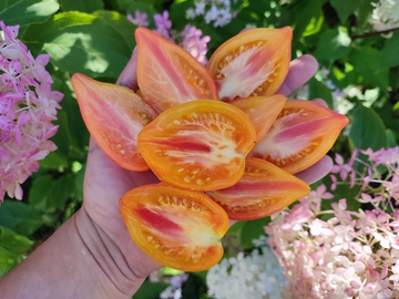 Гордость Марины (Marina praise) сорт томата