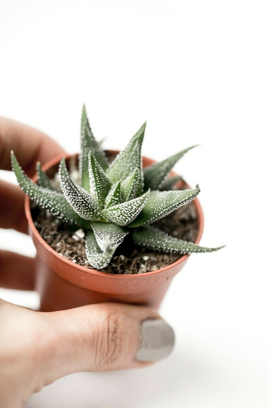 Хавортия Жемчужная (маргаритифера)