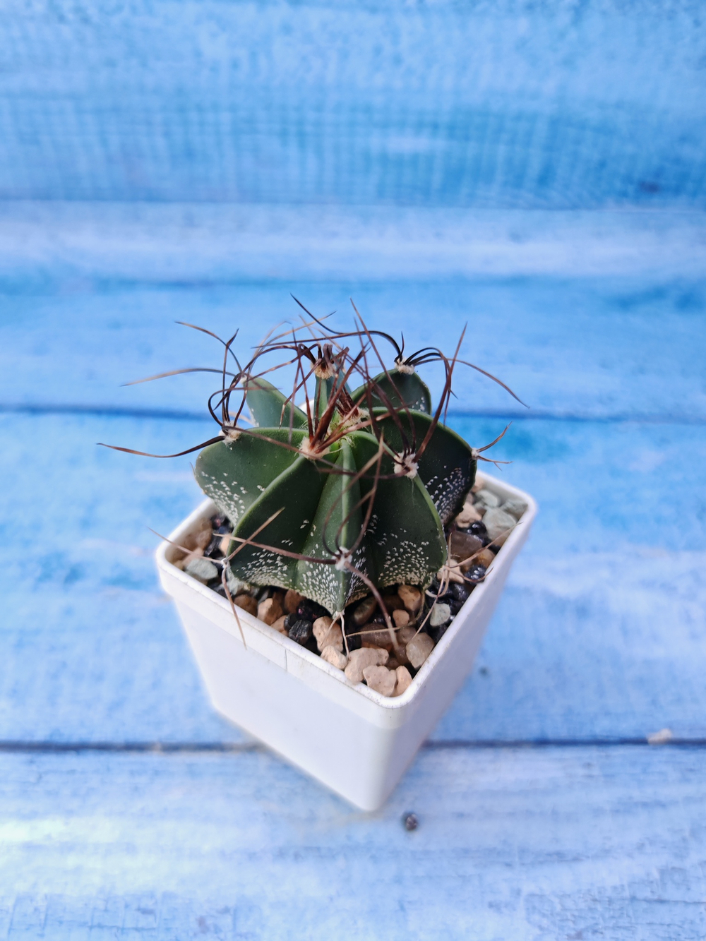 Astrophytum Capricorne (Астрофитум)