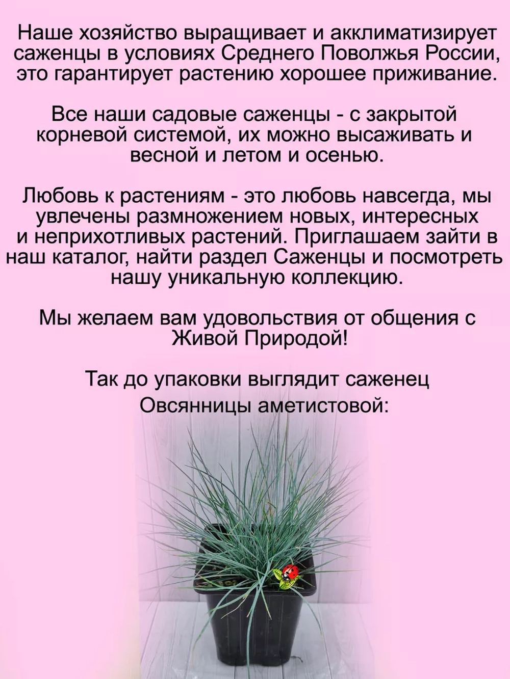 Злак Овсяница аметистовая злак многолетний