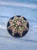 Gymnocalycium T-Rex Pink hybrid (Гимнокалициум T-rex)