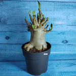 Adenium Baobab (Адениум)