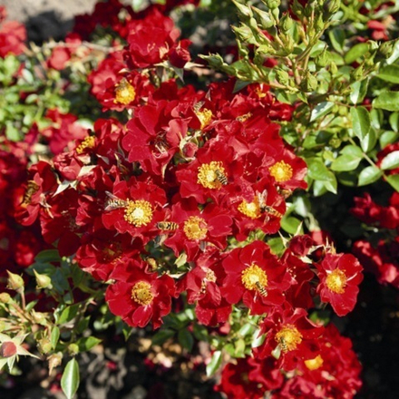 Роза почвопокровная Aeonium