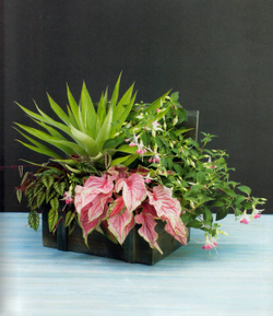 The Plant Recipe Book: 100 Living Arrangements for Any Home in Any Season