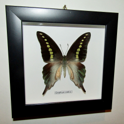 Бабочка Graphium codrus