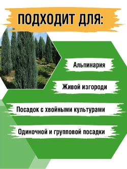 Саженец хвойных Можжевельник Блю эрроу