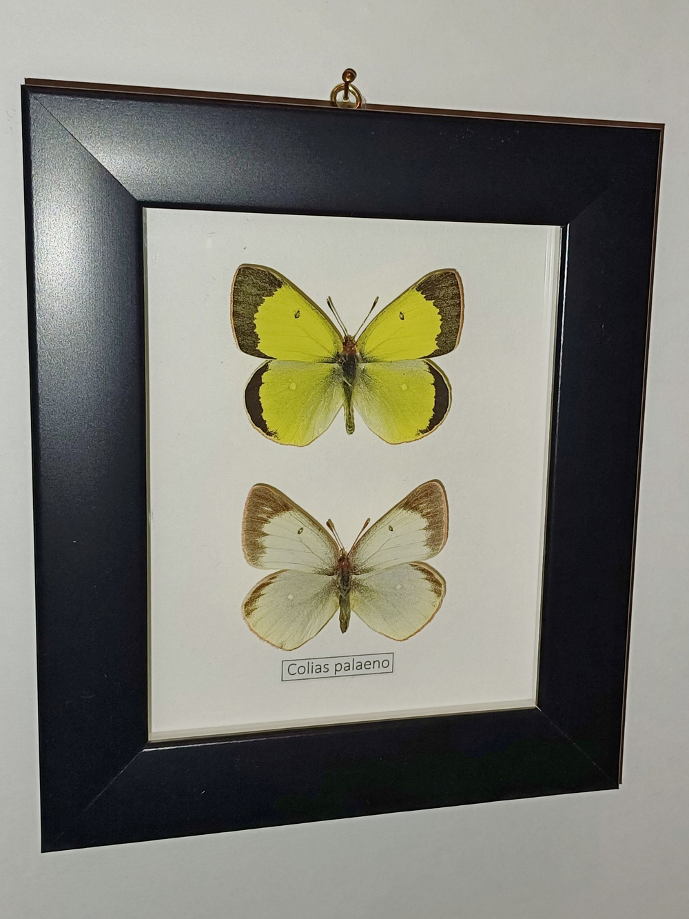 Желтушка Colias palaeno пара рамке