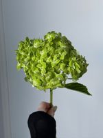 Гортензия в зеленом оттенке