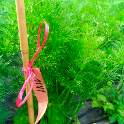 Изумруд семена укропа (Гавриш)