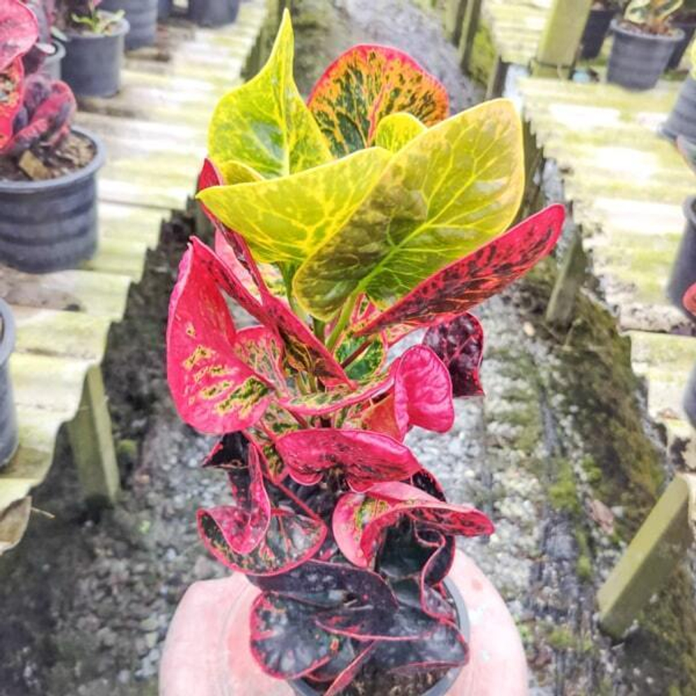 Кротон PHET MONGKON