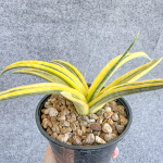 Сансевиерия BANDIPUR HYBRID VAR s.L