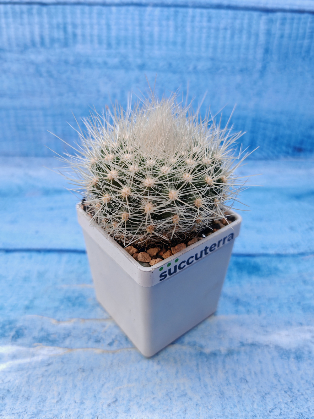 Parodia Penicillata (Пародия)