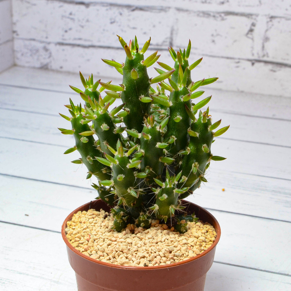 Opuntia Subulata (Опунция)