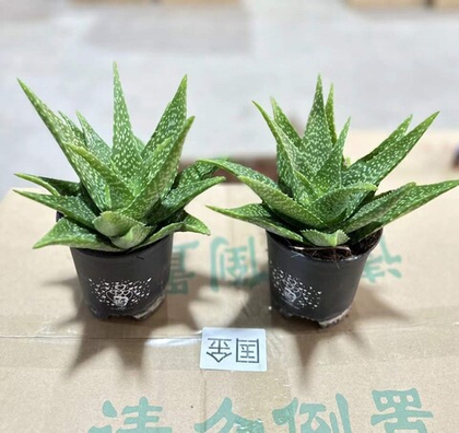 Алоэ вера д. 10,5