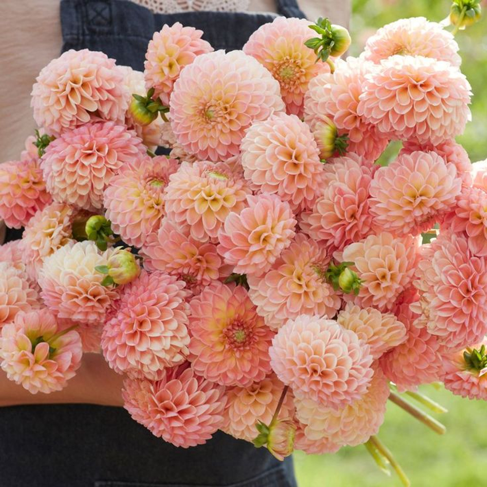 Георгин L.A.T.E. (корень) Закупка М55 апрель 2026