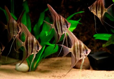 Скалярия Рио Нанай