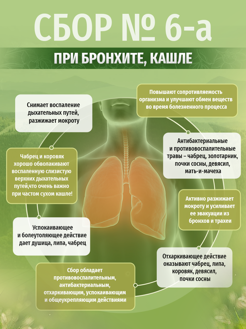 Сбор при бронхите, кашле № 6-а