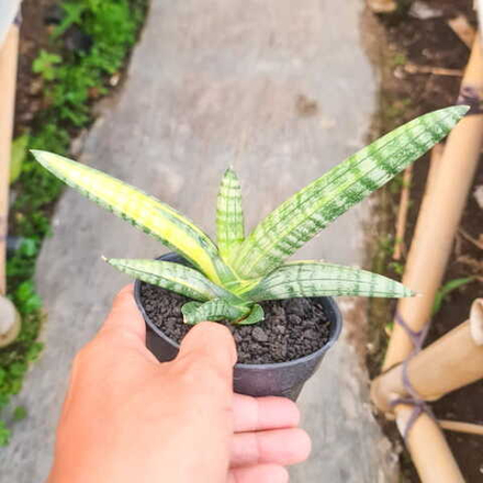 Сансевиерия BONCEL VAR