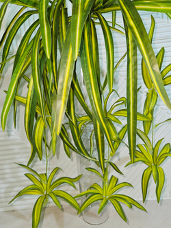 Искусственный Хлорофитум хохлатый