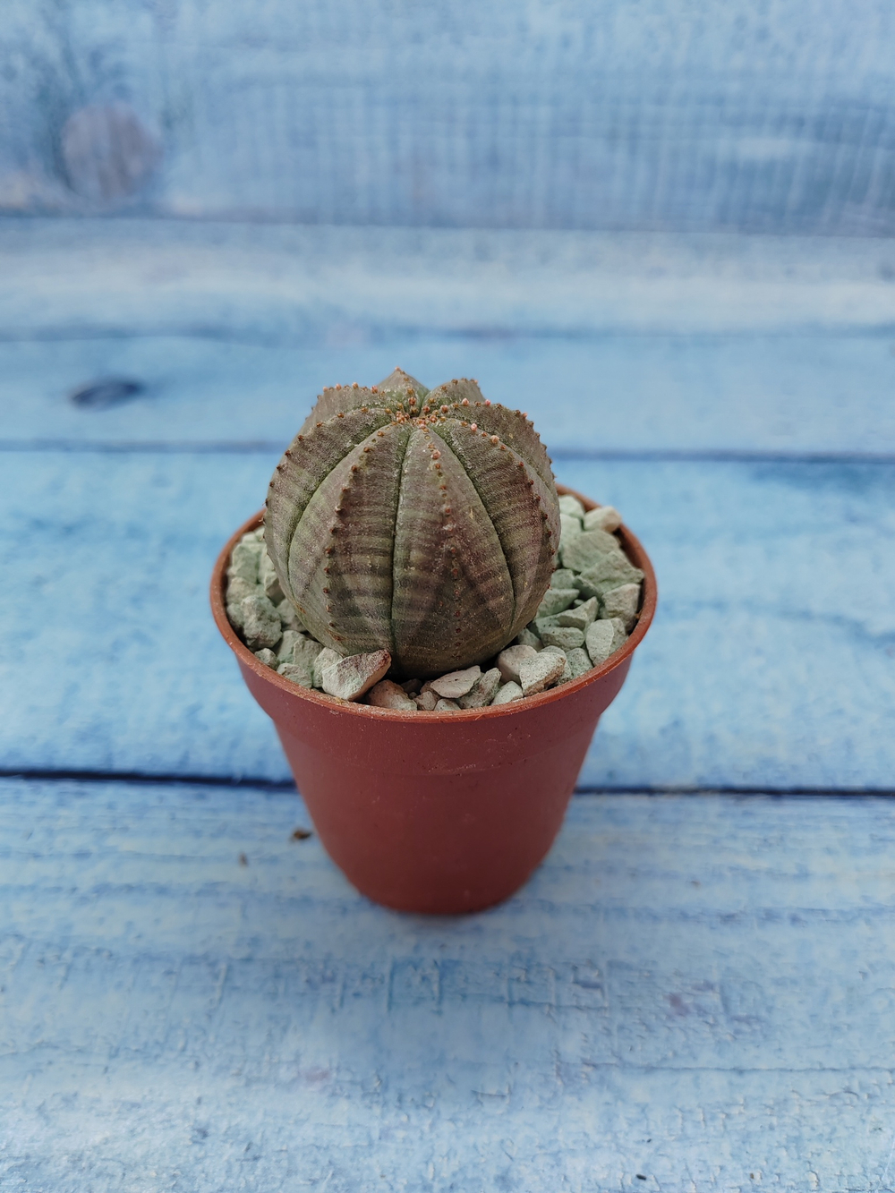 Euphoria Obesa (Эуфорбия)