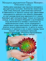 Молодило Тордеус Мемори двухцветное