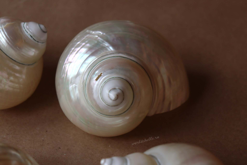 Морская ракушка Турбо Перламуровая