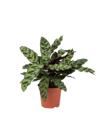 Калатея Leopard Pattern д.11