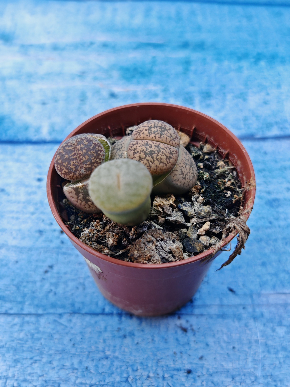 Lithops sp. (Литопсы)