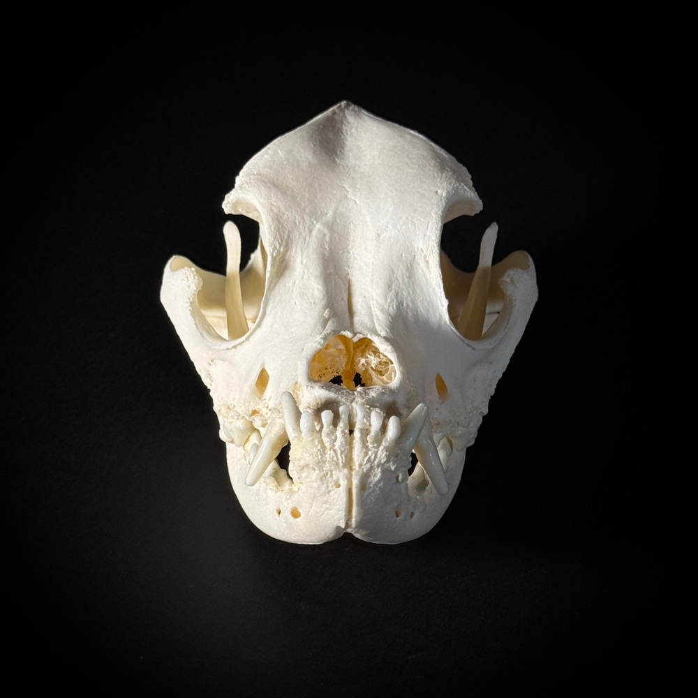 Череп собаки