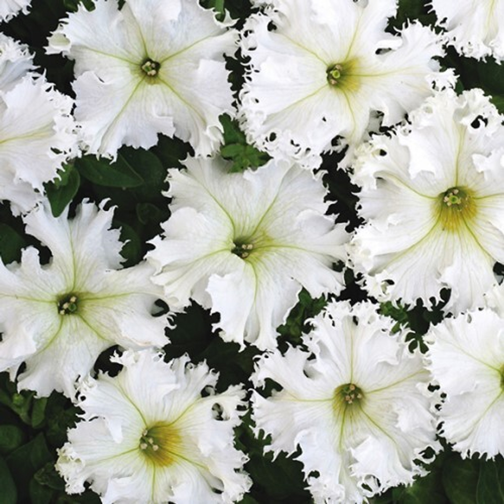 Петуния Крайкови Завой 30шт.