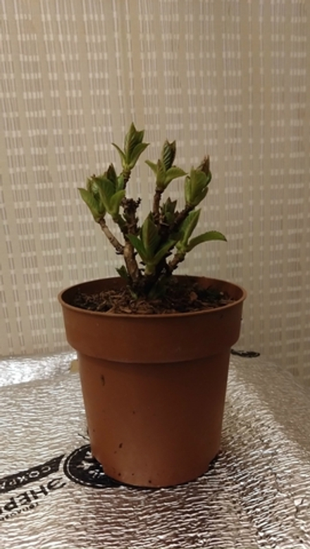 Ребелион Феррари Лав (Rebelion Farrari Love) р12 Европа весна 2026 г