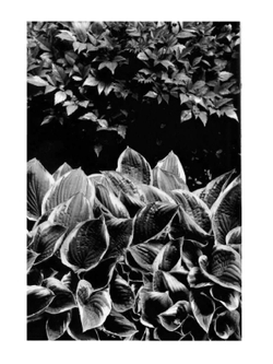 Поэтика фотографии | О.И. Михалкович; В.Т.Стигнеев