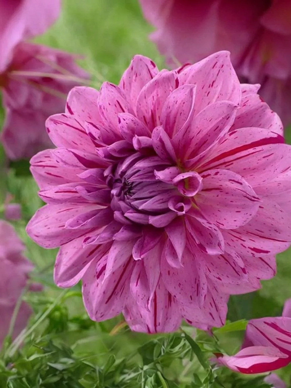 Георгин декоративный Принц Карнавал