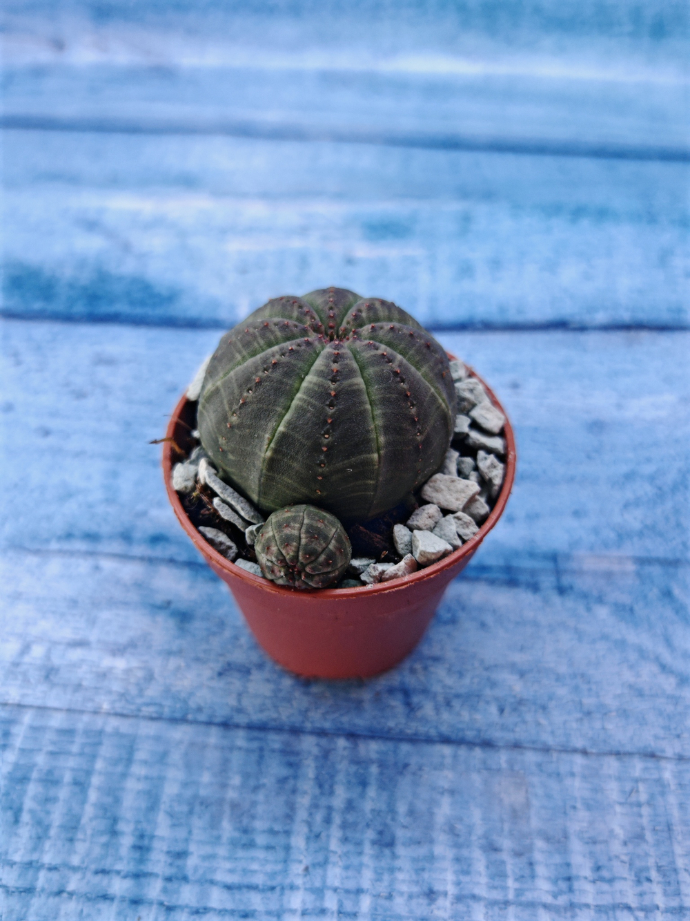 Суккулент Euphorbia Obesa (Эуфорбия)
