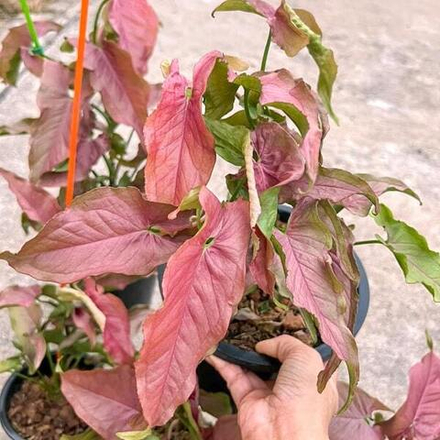 Сингониум RED SLENDER