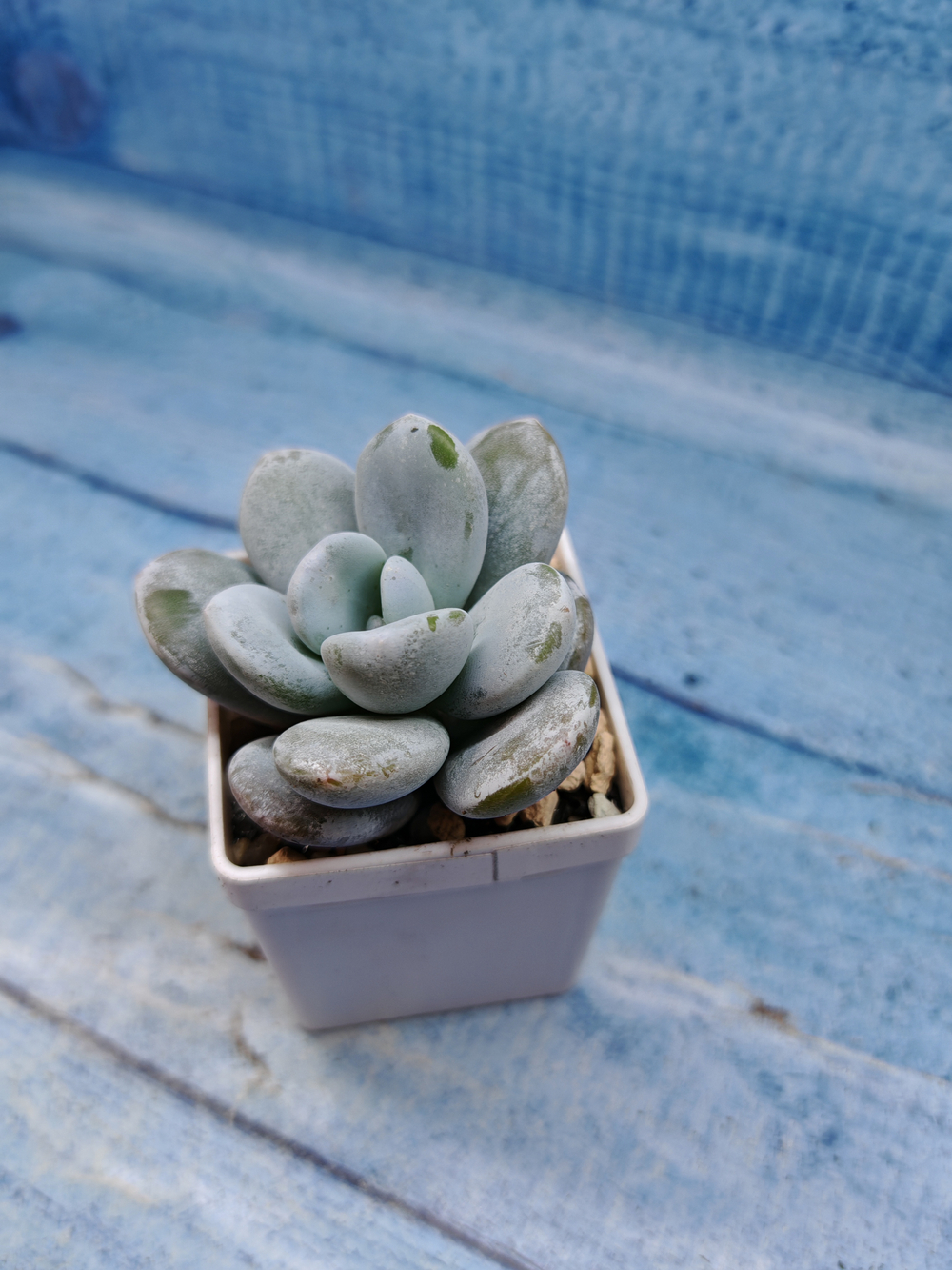 Pachyveria sp. (Пахиверия)