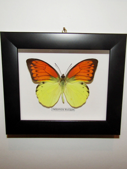 Бабочка Hebomoja leucippe в рамке