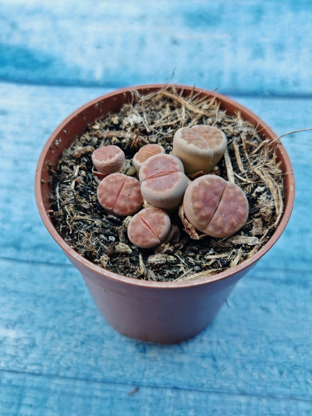 Lithops sp. (Литопсы)