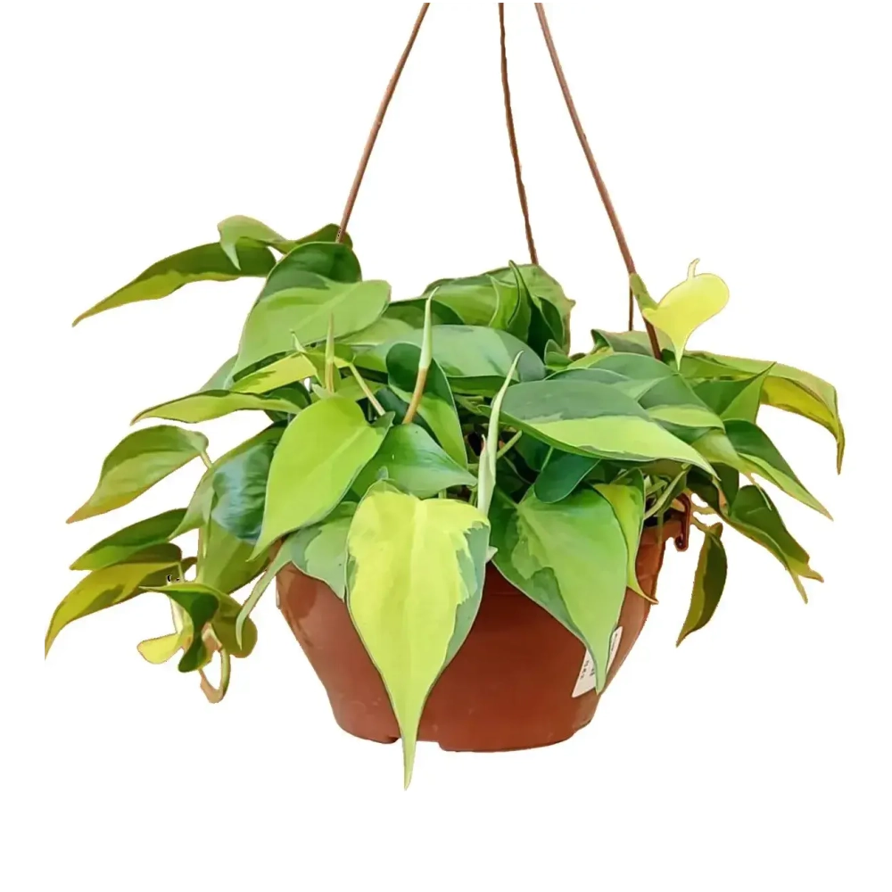 Филодендрон Скан "Бразилия"